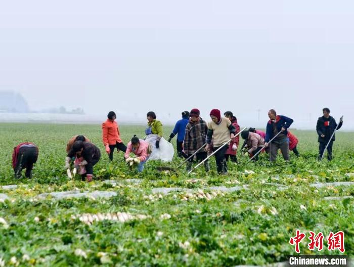 蔬菜基地工人正搶抓農(nóng)時(shí)采收蘿卜?！?汪澤民 攝