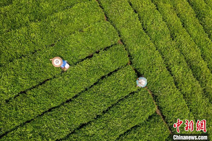 茶農(nóng)正在采摘新鮮茶葉。　唐哲 攝