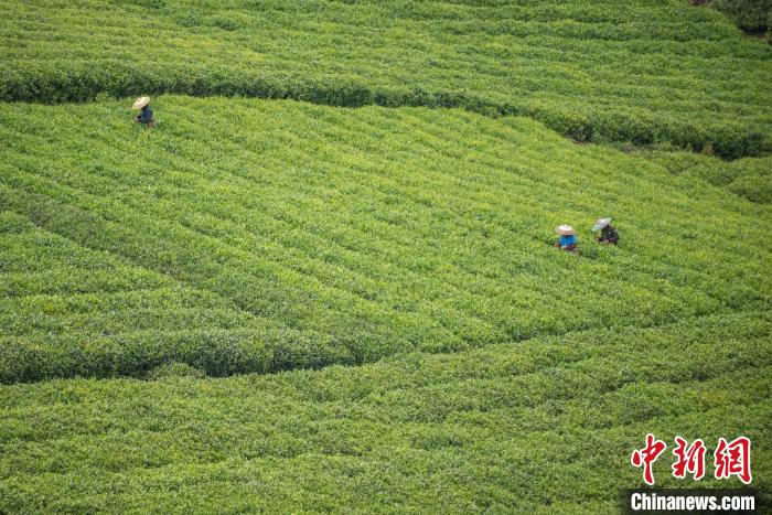 茶農(nóng)采摘谷雨茶。　唐哲 攝