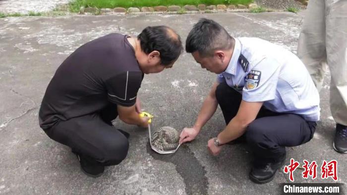 福建沙縣：救助并放歸國家一級保護(hù)動物穿山甲