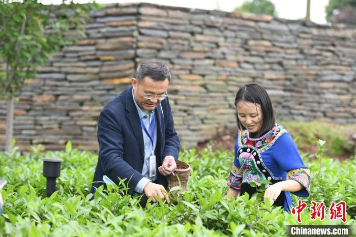 東盟國(guó)家媒體記者在辰龍關(guān)茶園采茶?！钊A峰 攝