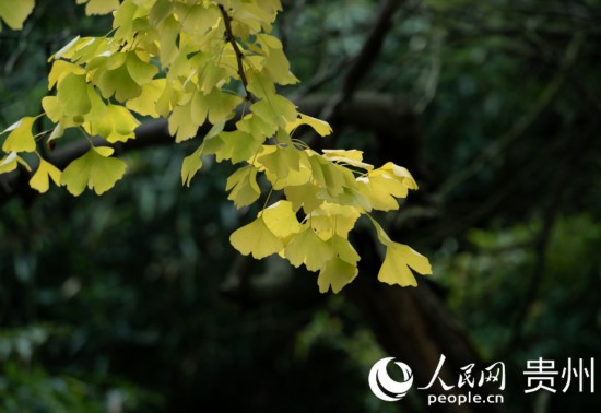 觀山湖公園秋意漸濃。人民網(wǎng) 陽(yáng)茜攝