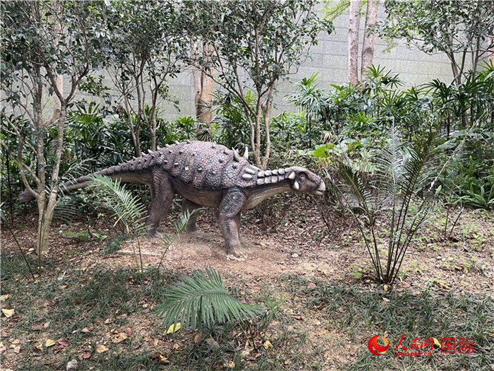 深圳大鵬半島國(guó)家地質(zhì)公園內(nèi)的國(guó)家重點(diǎn)一級(jí)保護(hù)野生植物仙湖蘇鐵。人民網(wǎng)記者 陳思攝