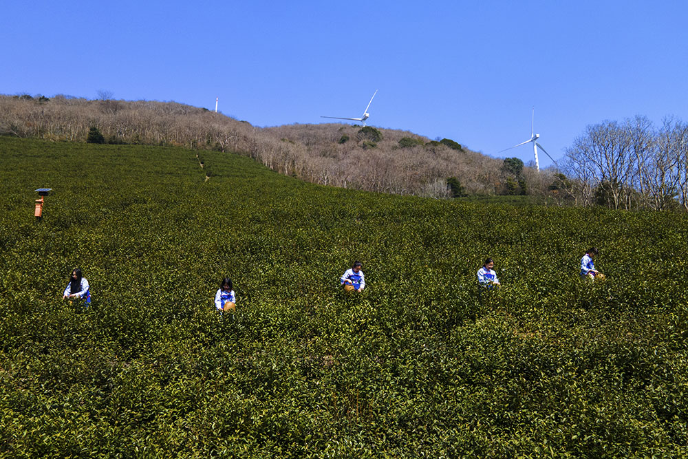 茶農(nóng)們搶抓晴好天氣采摘春茶。楊云中攝