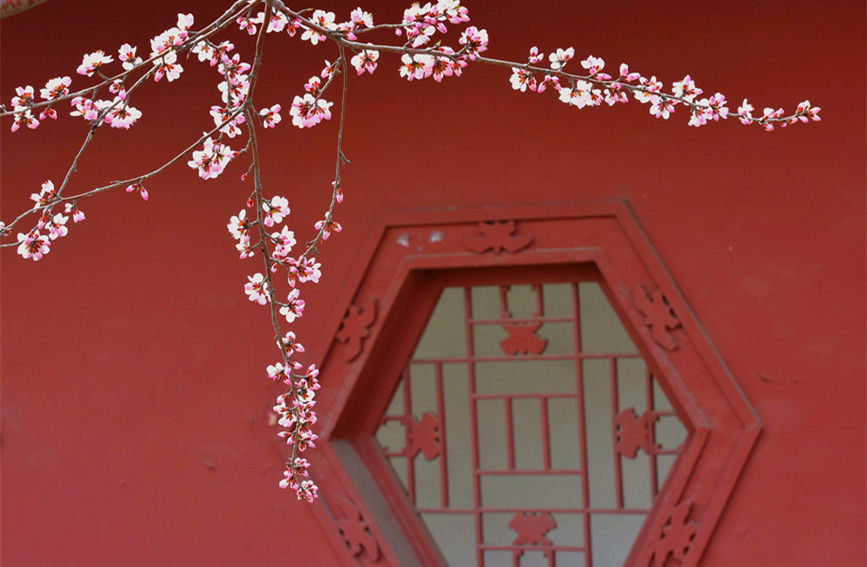 “云”賞桃花相映紅。紅橋區(qū)委宣傳部供圖