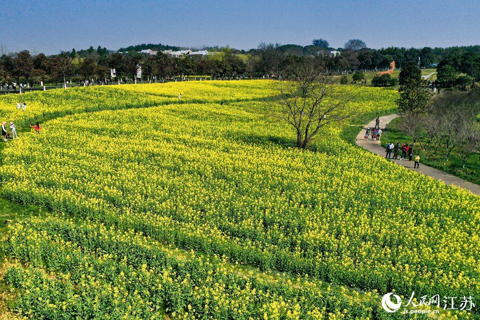 高淳區(qū)椏溪國際慢城桃花扇廣場油菜花田。劉列攝