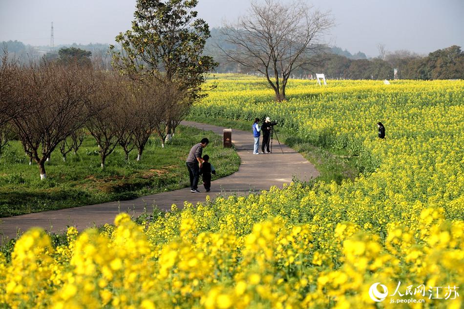 高淳區(qū)椏溪國際慢城桃花扇廣場油菜花田。高曉平攝
