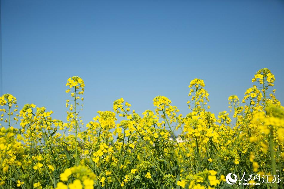 油菜花田。劉列攝