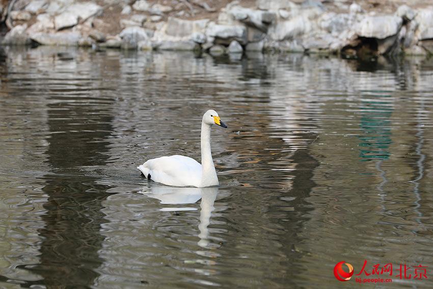 北京動物園水禽湖上，水鳥游弋其中，傳遞春的消息。人民網(wǎng) 尹星云攝