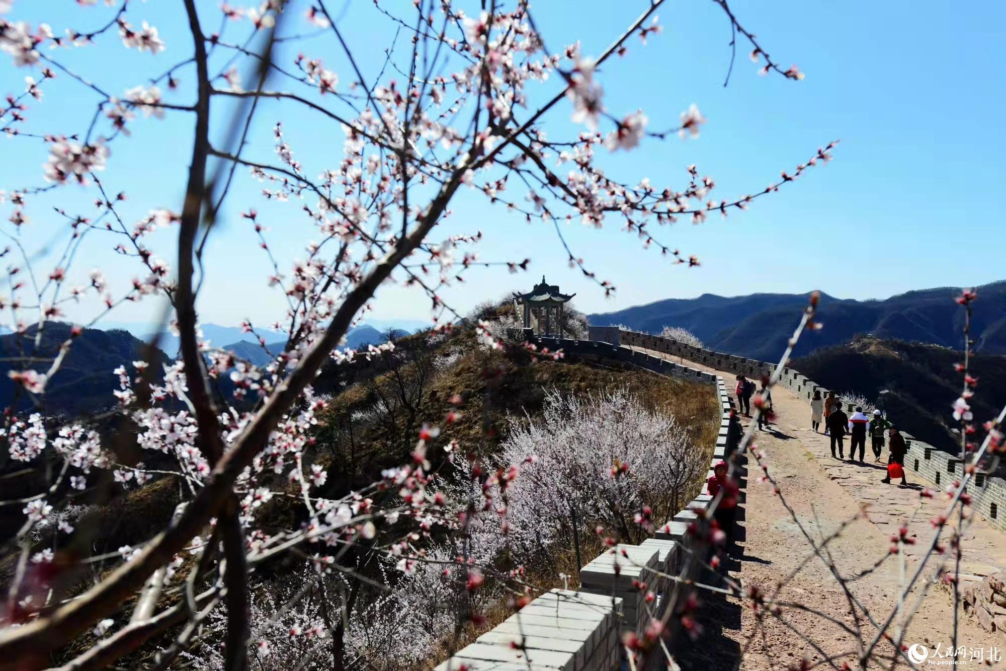 邢臺(tái)九龍峽景區(qū)鮮花盛開。 馬健攝