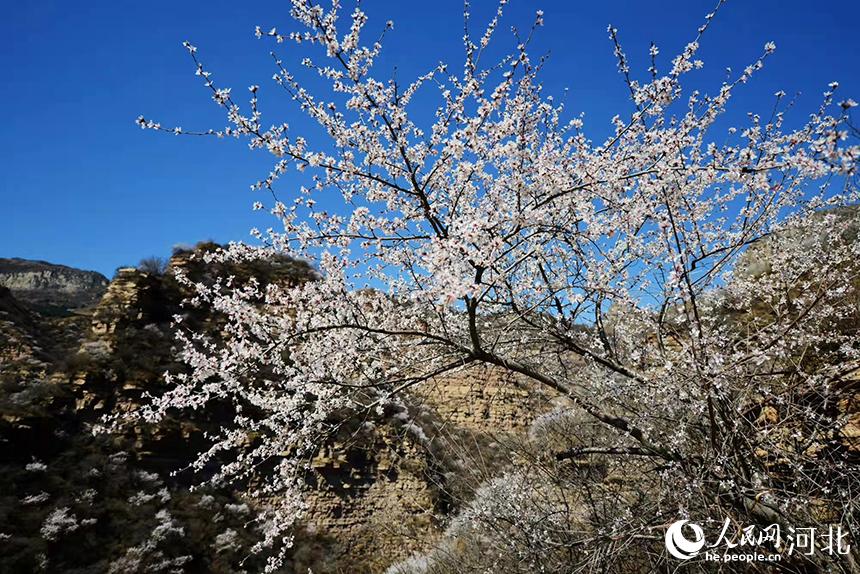 邢臺(tái)九龍峽景區(qū)鮮花盛開(kāi)。 馬健攝