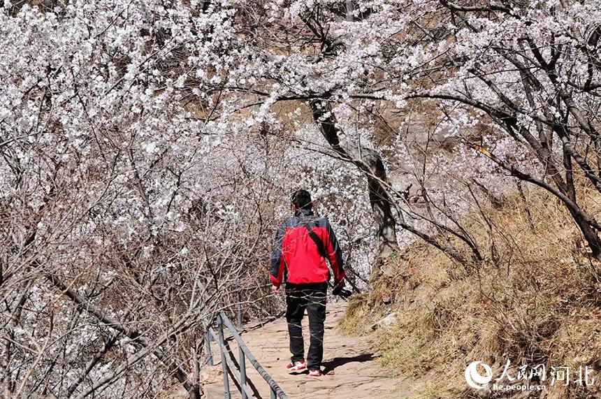 邢臺九龍峽景區(qū)鮮花盛開。 馬健攝