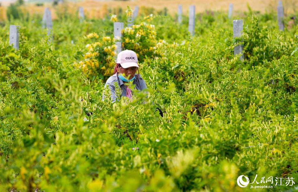 淮安市淮安區(qū)復興鎮(zhèn)的金銀花進入采摘黃金期。紀星名攝