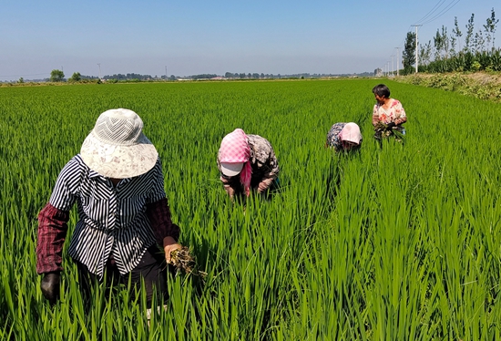 7月15日，農(nóng)民在河北省玉田縣石臼窩鎮(zhèn)王家樓村稻田勞作。 張仁杰攝