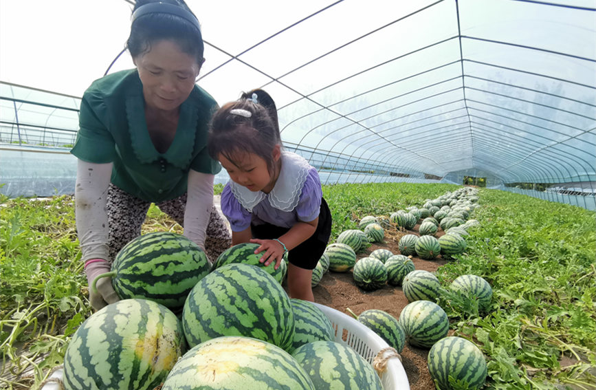 在北辰區(qū)雙街鎮(zhèn)的西瓜種植基地內，種植農戶們正忙著采收。陳立興攝