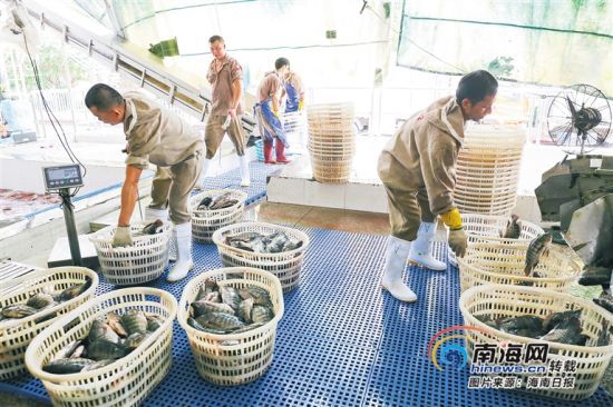 海南勤富食品有限公司工人將剛捕撈的羅非魚進行分裝加工。海南日報記者 張茂 攝