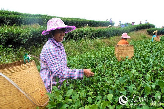 信良村茶葉種植基地里，婦女們?cè)诿χ烧枞~