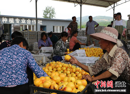 圖為秦皇島市撫寧區(qū)“首屆黃桃文化節(jié)”開幕。 許慧敏 攝