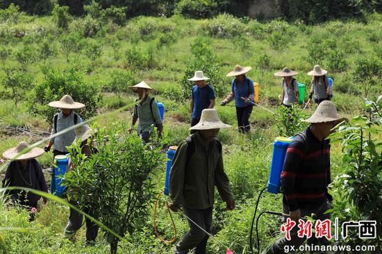 8月18日，在廣西柳州市融安縣大良鎮(zhèn)古蘭村古蘭屯，村民在金桔基地打藥。譚凱興 攝