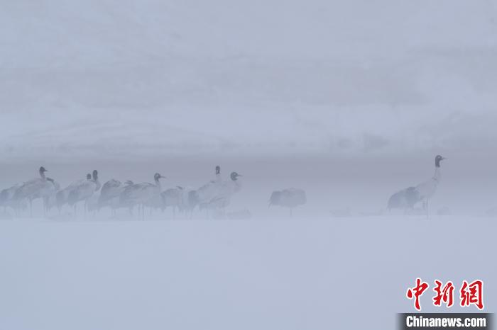 超美！黑頸鶴雪中嬉戲“翩翩起舞”