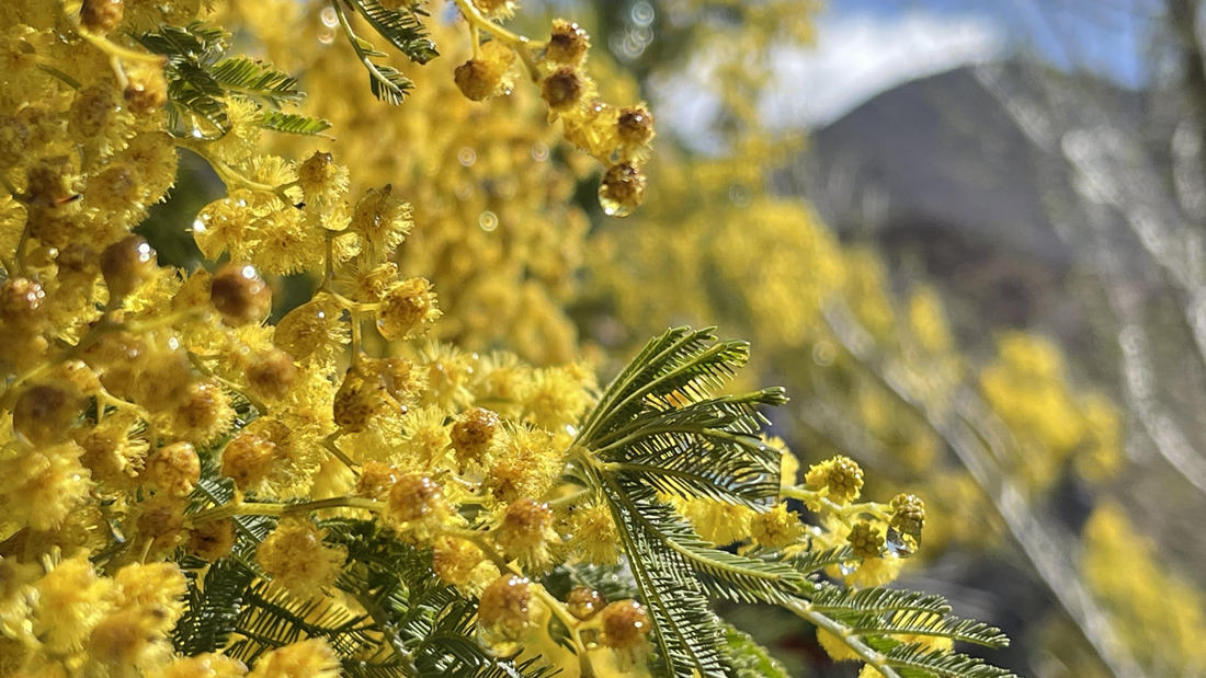 清晨帶著露珠的金合歡花。