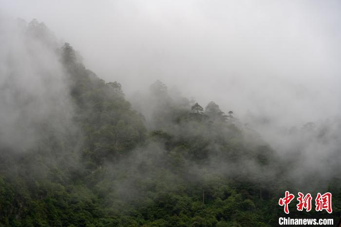 雨后勒布溝的云霧?！〗w波 攝