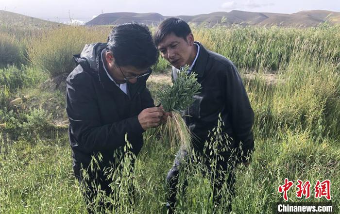 圖為尼瑪扎西(左)在青稞種植地調(diào)研(資料圖)。西藏農(nóng)科院 供圖