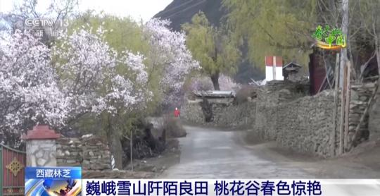 西藏林芝：巍峨雪山阡陌良田 桃花谷春色驚艷