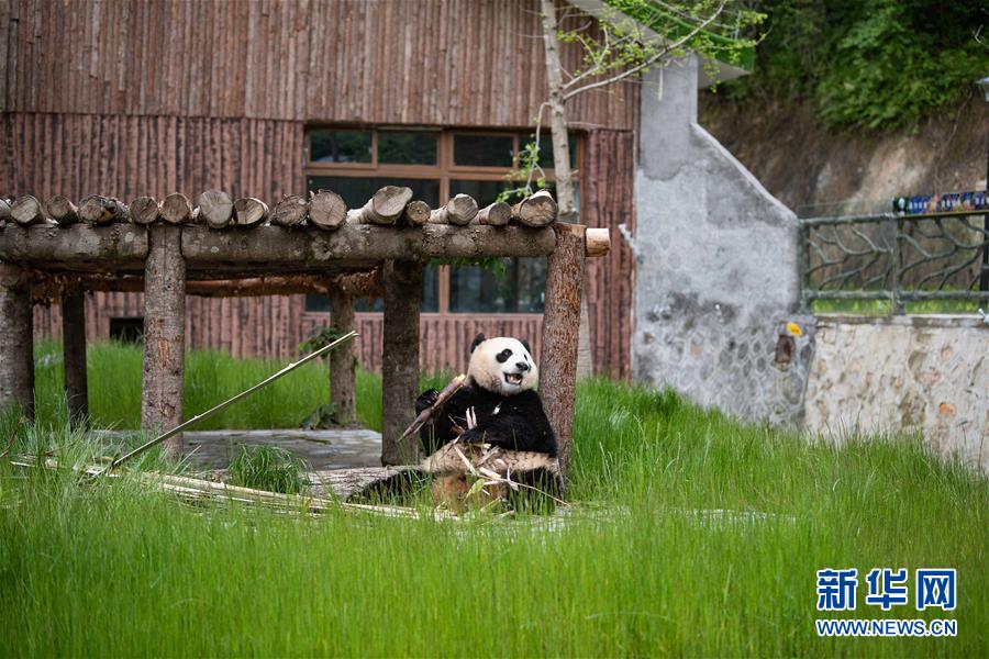 （圖文互動(dòng)）（3）九寨溝大熊貓園開園迎客