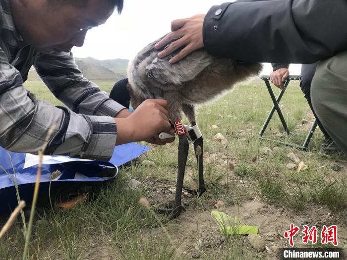 圖為研究人員為黑頸鶴佩戴GPS跟蹤設備。祁連山國家公園青海省管理局供圖