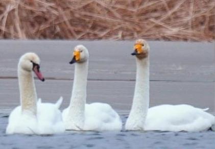 圖為疣鼻天鵝與大天鵝?！∏嗪夜珗@觀鳥協(xié)會供圖 攝