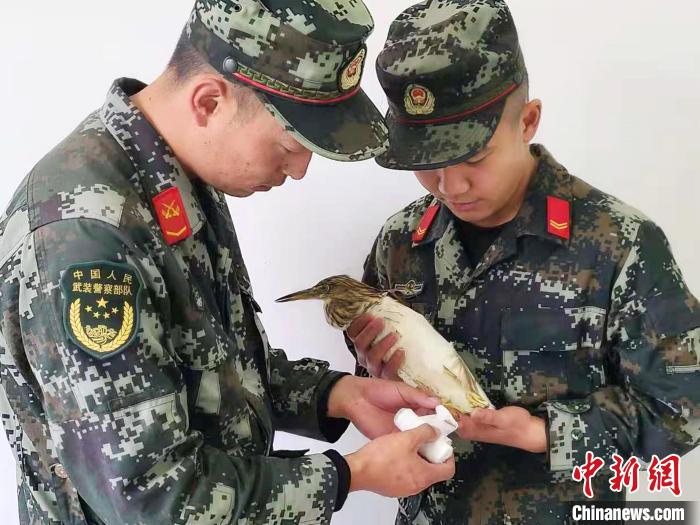 圖為武警官兵正在為國家一級重點保護動物池鷺包扎。　柳澤田 攝