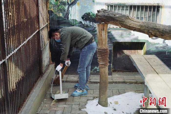 圖為雪豹“奶爸”史壽軍正在打掃豹館衛(wèi)生?！●R銘言 攝