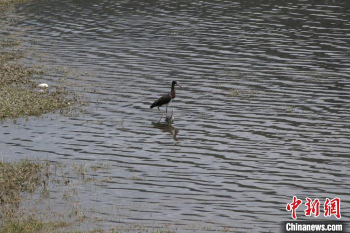 青海南門(mén)峽：國(guó)家一級(jí)保護(hù)動(dòng)物黑鸛時(shí)隔兩年重返舊巢