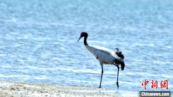 圖為黑頸鶴在青海湖畔散步?！《砣詹囟?攝