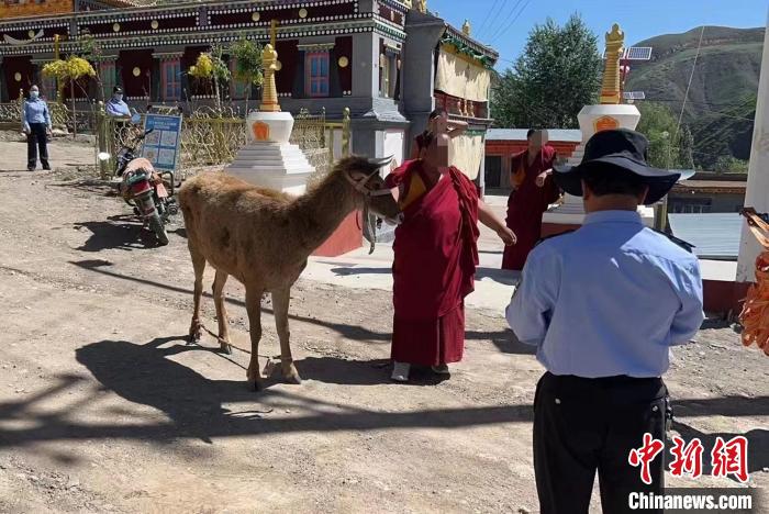 青海警方成功救助國(guó)家一級(jí)保護(hù)動(dòng)物白唇鹿