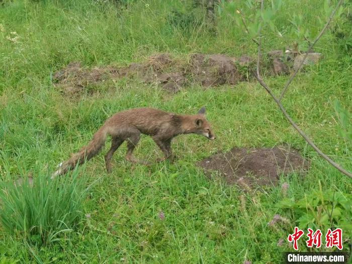 青?；ブ骄戎鷩叶壉Ｗo野生動物赤狐