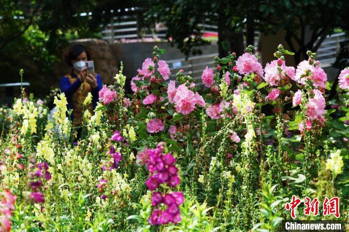 圖為市民在西寧園林植物園內(nèi)賞花拍照。　馬銘言 攝