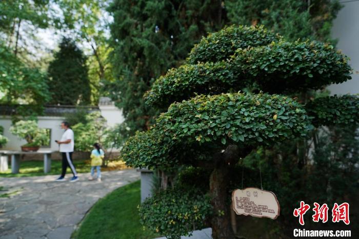 圖為在西寧園林植物園內(nèi)，造型奇特的盆景吸引市民。　馬銘言 攝