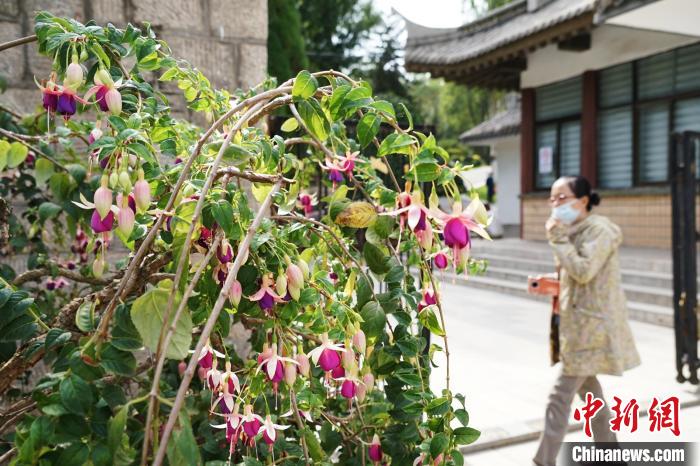 圖為市民在西寧園林植物園內(nèi)觀賞花卉。　馬銘言 攝