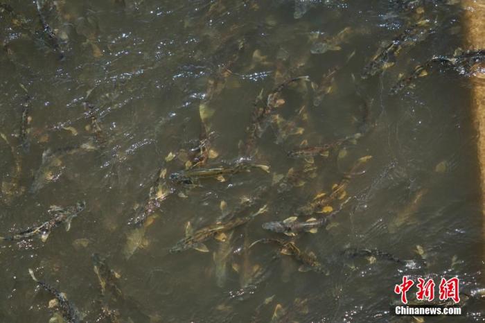 資料圖：圖為今年5月底到8月初，青海湟魚洄游產(chǎn)卵 馬銘言攝