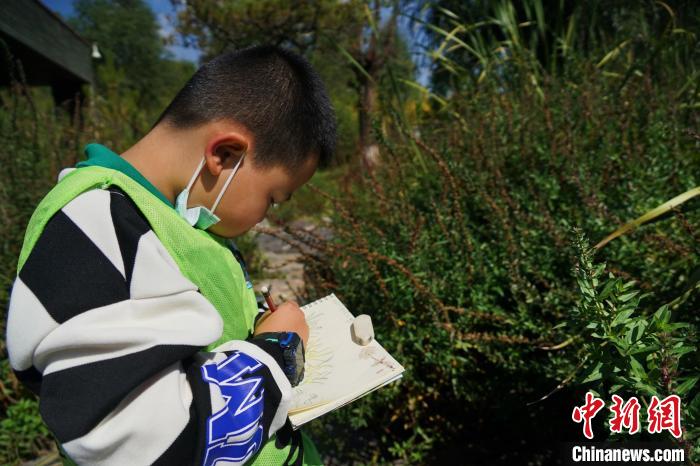 圖為小朋友在青海西寧湟水國家濕地公園內(nèi)認識植物并進行繪畫。　馬銘言 攝