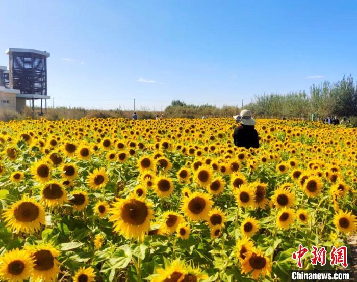 圖為格爾木境內(nèi)的向日葵花海?！「駹柲救诿襟w中心供圖