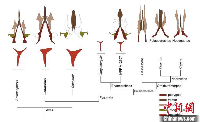 最原始鳥類“熱河鳥”最新研究：嗅覺更好、日行主導