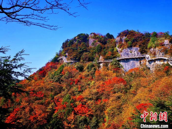 巴山大峽谷漫天紅葉?！埰?攝