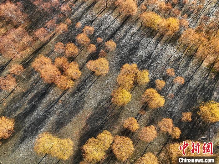 入冬時節(jié)，雅魯藏布江畔的樹林一片金黃?！《拘?攝