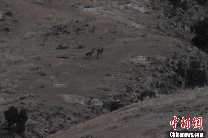 圖為兩只馬鹿在山坡上行走?！〔湃?攝
