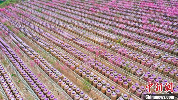 灼灼桃花惹人醉?！㈡?攝