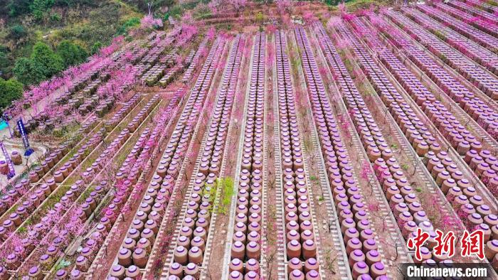 灼灼桃花惹人醉。　劉媛 攝