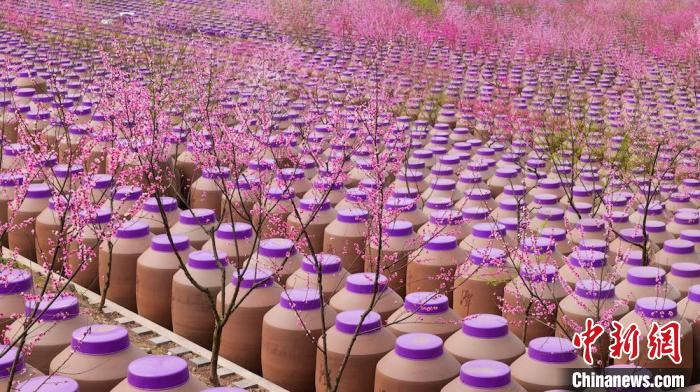 桃花和酒壇相映成趣?！∫足?攝